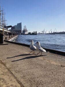 Zwei Möwen im Sonnenschein am Hamburger Hafen